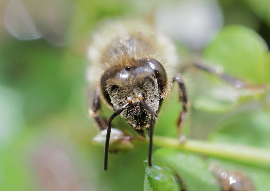 Bee, Rockingham, Western Australia