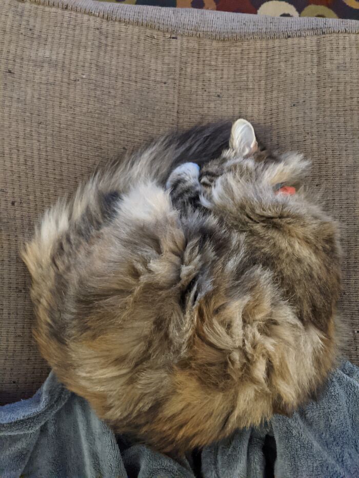 Little Orphan Annie All Curled Up.