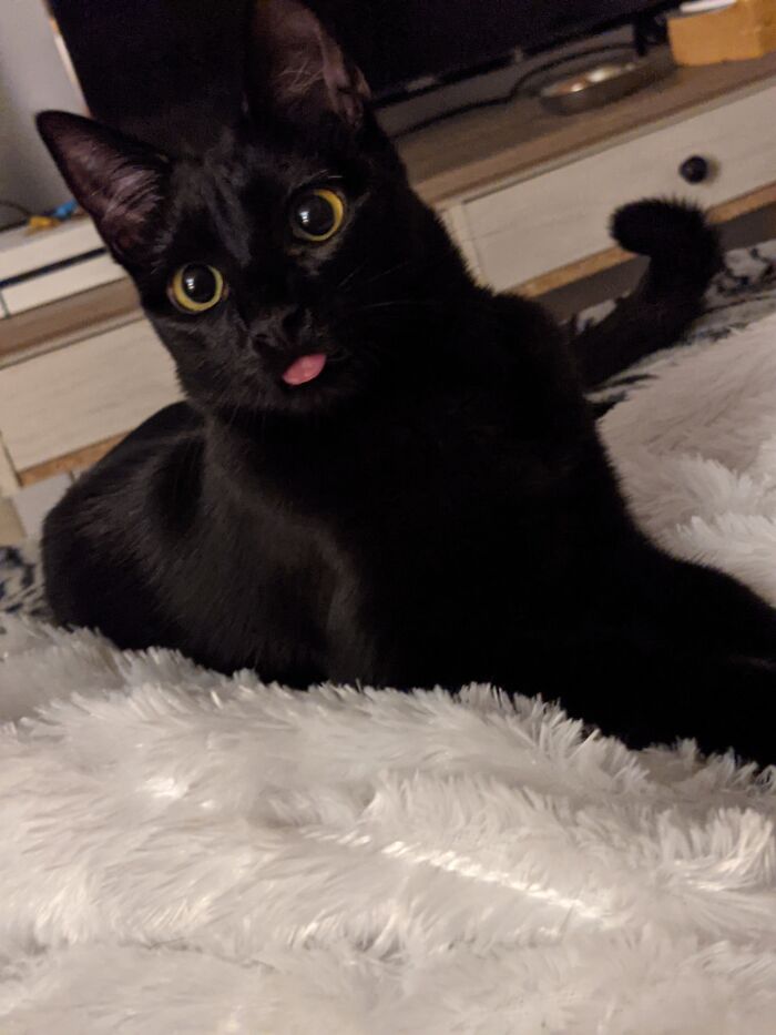 Lola Sometimes Forgets Her Tongue Is Out