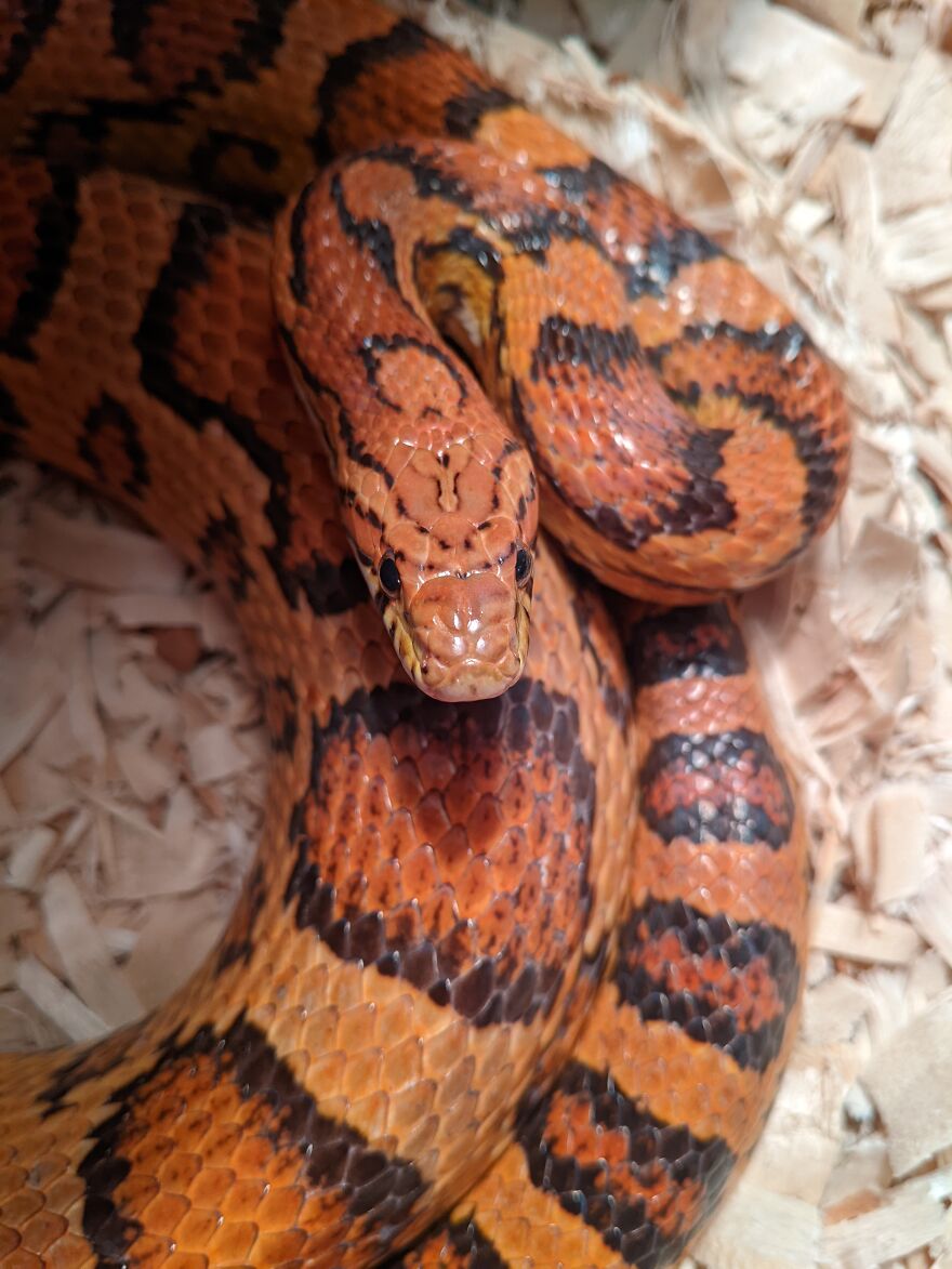 My Corn Snake Slider. He's Always Very Snuggly And Loves To Play In People's Hair!