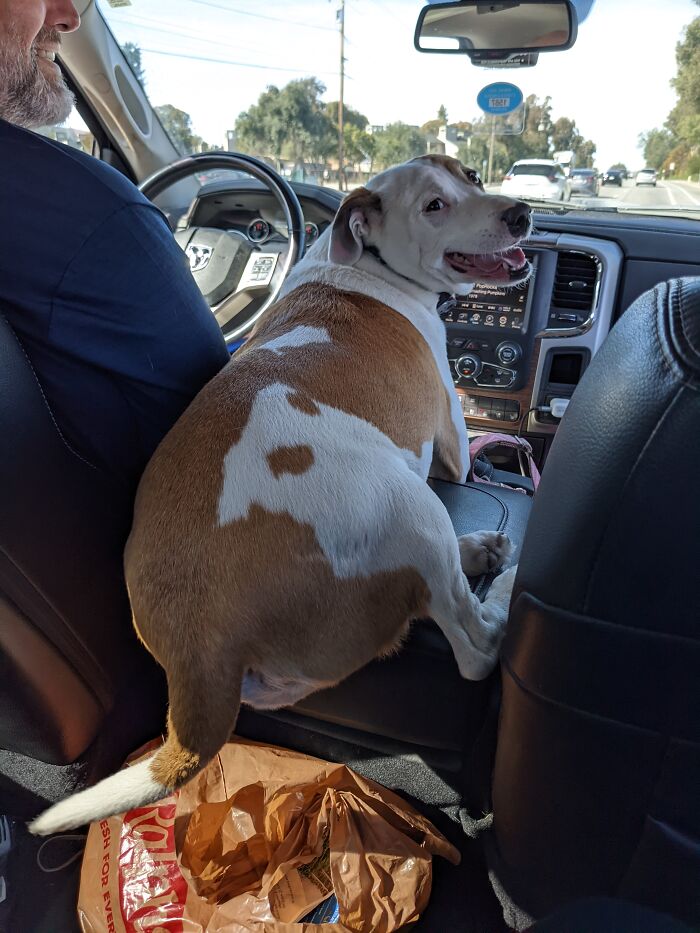  Every Puppy's Gone Surfin', Surfin' In The Car