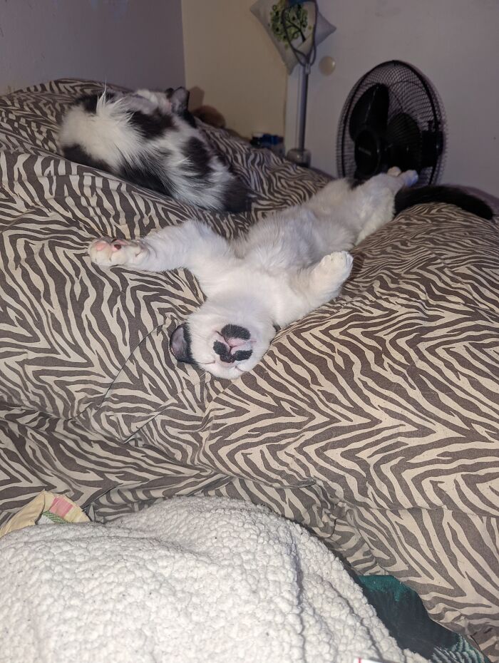 To Think These Two Were Ferals Just Two Months Ago!