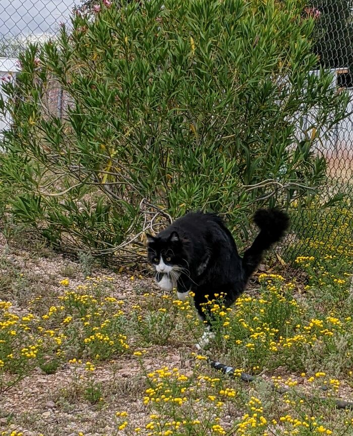 Caught Him Mid Bound