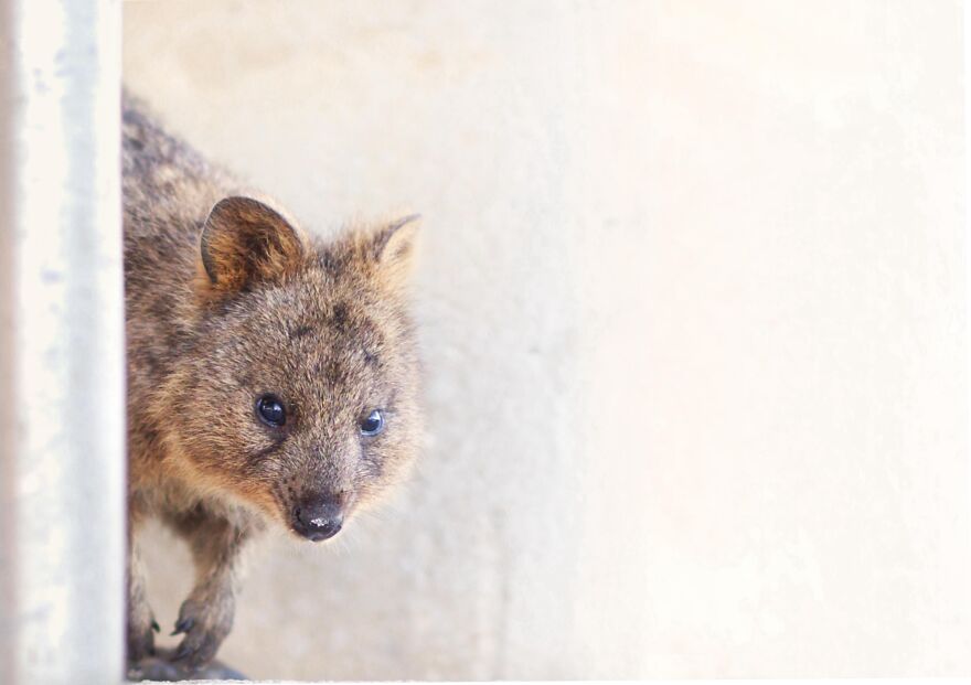 Peeking Quokka, Rottnest Island, Western Australia