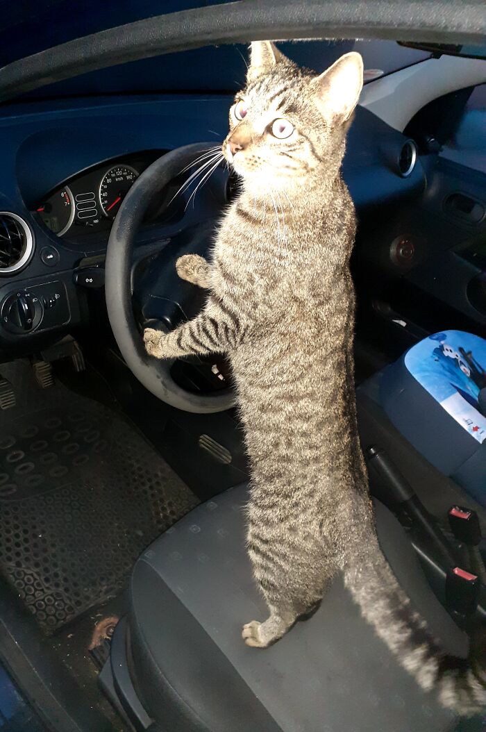 He's Very Independent And Loves Going Places.