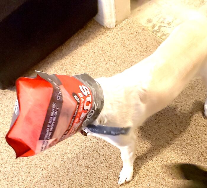 My Dog Was Caught Red-"Headed" Eating The Dog Treats While I Was Gone
