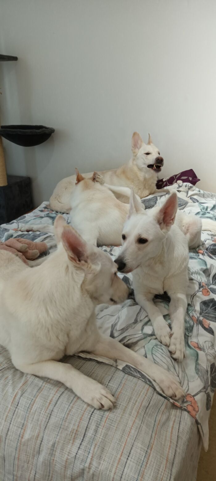 I Tried To Take A Cute Group Picture