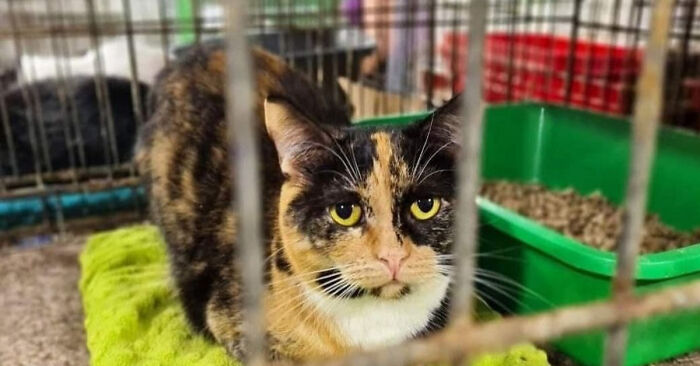 In The Face Of Great Danger, We Are Running An Urgent Appeal To Anyone Interested In Assisting These Animals Across Ukraine In The Face Of Great Danger, We Are Running An Urgent Appeal To Anyone Interested In Assisting These Animals Across Ukraine