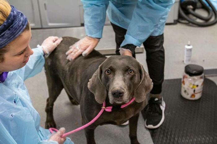 In The Face Of Great Danger, We Are Running An Urgent Appeal To Anyone Interested In Assisting These Animals Across Ukraine In The Face Of Great Danger, We Are Running An Urgent Appeal To Anyone Interested In Assisting These Animals Across Ukraine