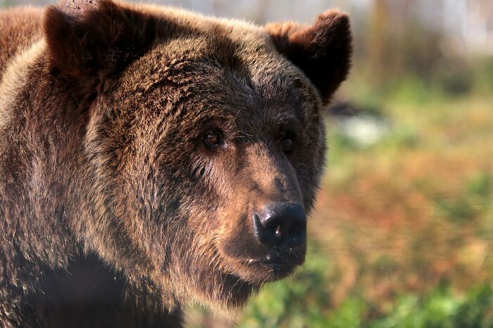 In The Face Of Great Danger, We Are Running An Urgent Appeal To Anyone Interested In Assisting These Animals Across Ukraine In The Face Of Great Danger, We Are Running An Urgent Appeal To Anyone Interested In Assisting These Animals Across Ukraine