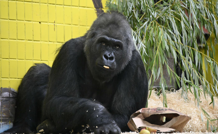 In The Face Of Great Danger, We Are Running An Urgent Appeal To Anyone Interested In Assisting These Animals Across Ukraine In The Face Of Great Danger, We Are Running An Urgent Appeal To Anyone Interested In Assisting These Animals Across Ukraine