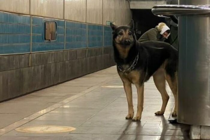 In The Face Of Great Danger, We Are Running An Urgent Appeal To Anyone Interested In Assisting These Animals Across Ukraine In The Face Of Great Danger, We Are Running An Urgent Appeal To Anyone Interested In Assisting These Animals Across Ukraine