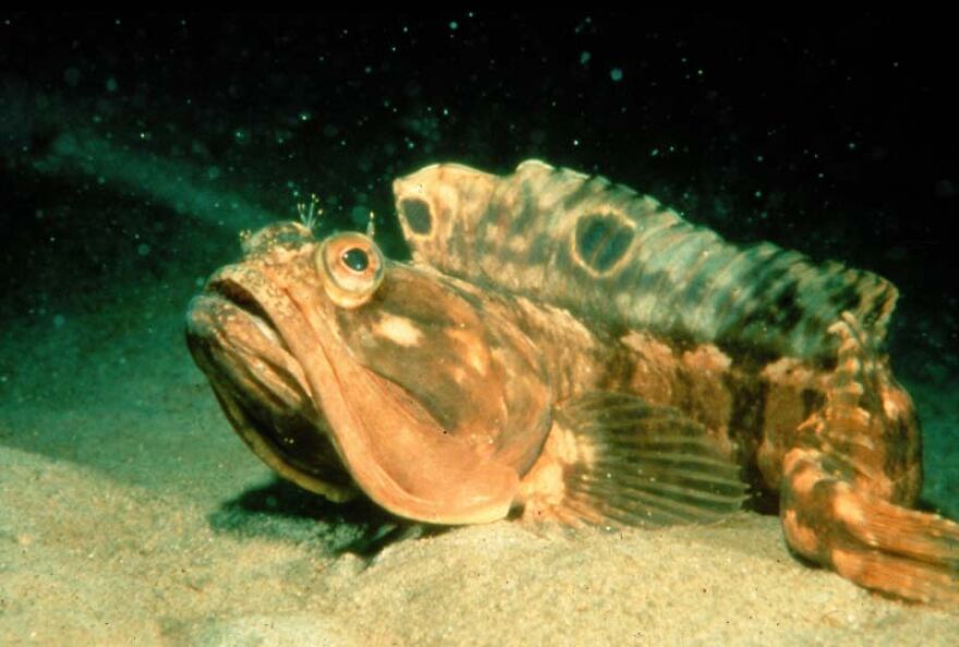 Say Hello To The Underwater Equivalent Of The Predator, The Sarcastic Fringehead. Say Hello To The Underwater Equivalent Of The Predator, The Sarcastic Fringehead.