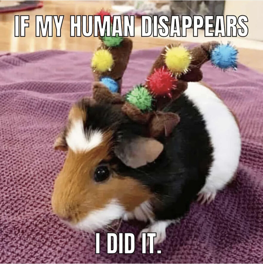 My Guinea Pig Memes