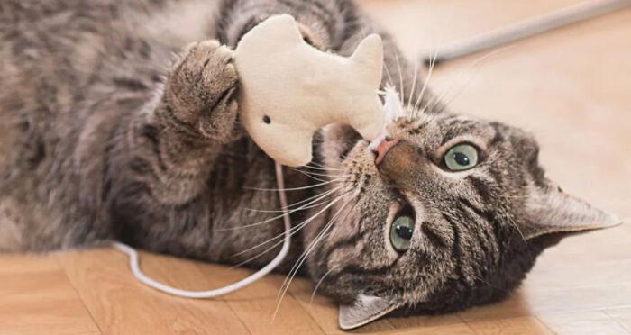 Cathy Loves This Toy