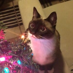 gloriacoplain avatar