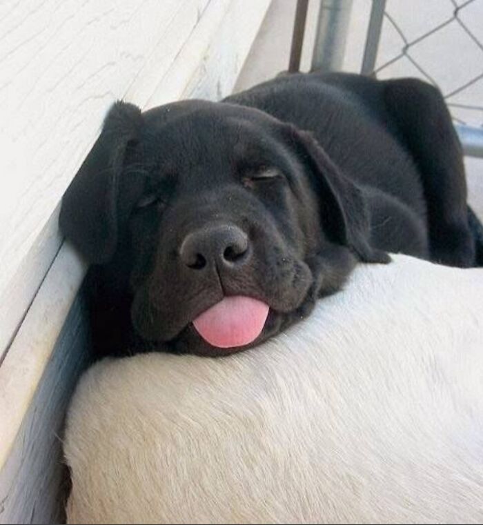 Meet Our Other Dog, Lucy Luke