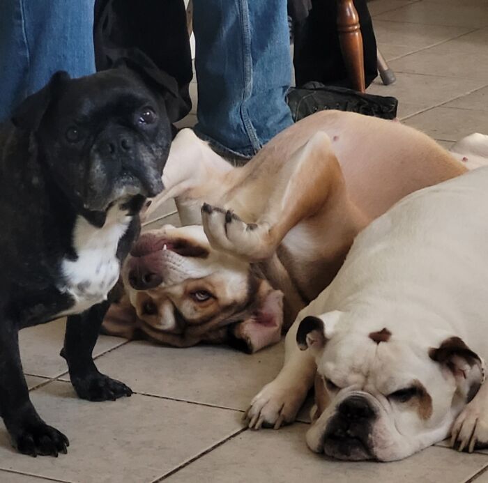 A Bullsky (Bulldog/Husky) Amongst Bulldogs