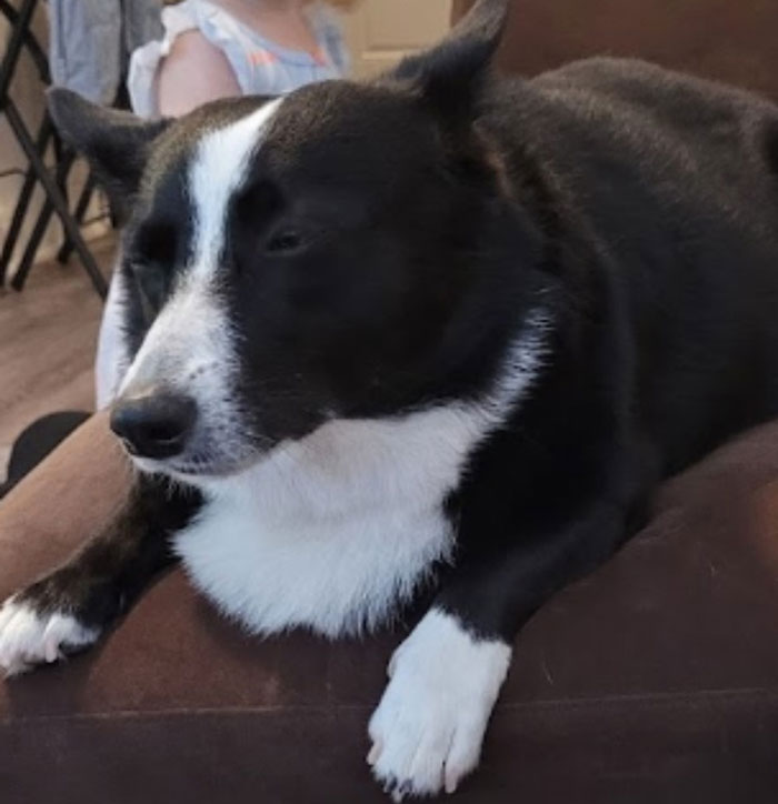 This Was After A Visit To The Vet So She Was Kinda Stoned. She's Okay Now