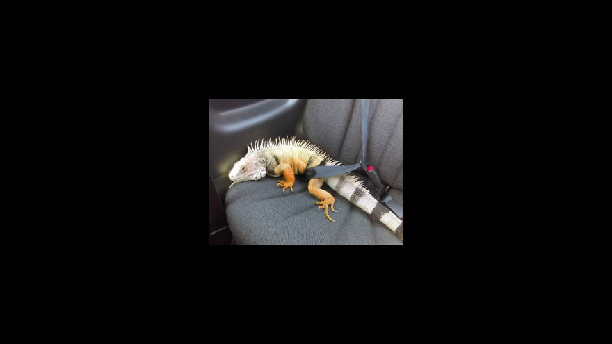 Buckle Up For Safety!