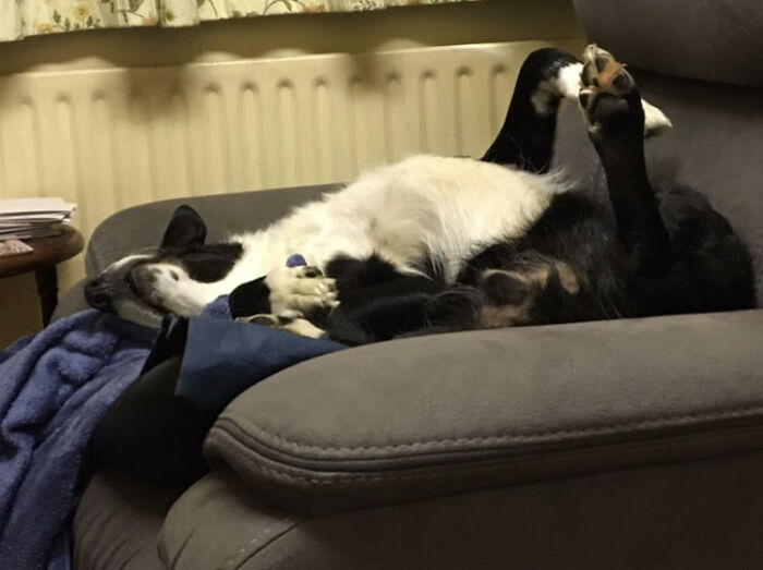 This Is Shilo Sleeping And Snoring Very Loudly After A Long Run. What You Can't See Is His Paws Waving Around As He Is Still "Running" In His Dreams.