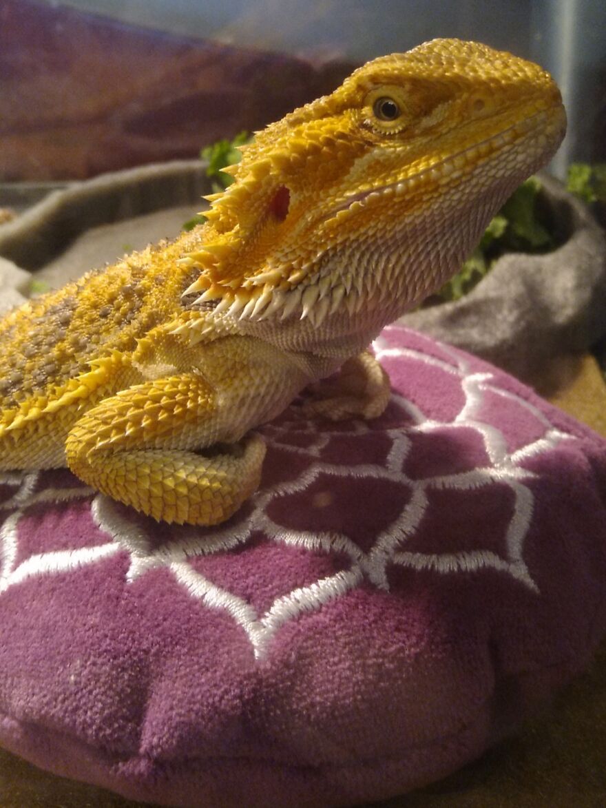 Just A Boy And His Pillow.