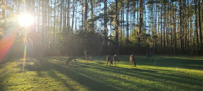 On The Back Porch, Greeting The Neighbors Before Sunset