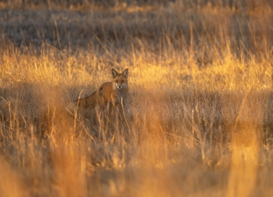 Cuteness Alert: The Spring I Observed A Red Fox Den (16 Pics) Cuteness Alert: The Spring I Observed A Red Fox Den (16 Pics)