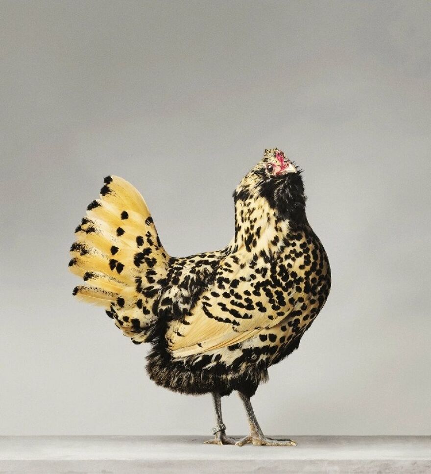 This Photographer Turns Roosters And Hens Into Professional Models (15 Pics)