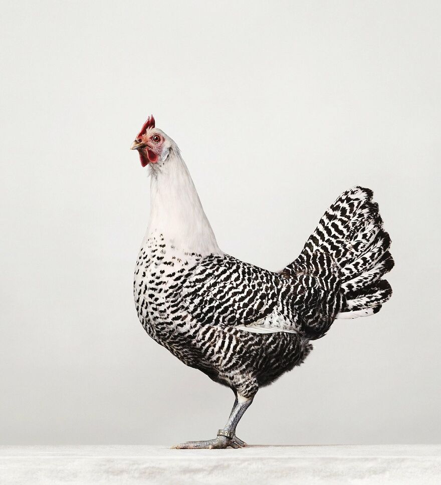 This Photographer Turns Roosters And Hens Into Professional Models (15 Pics)