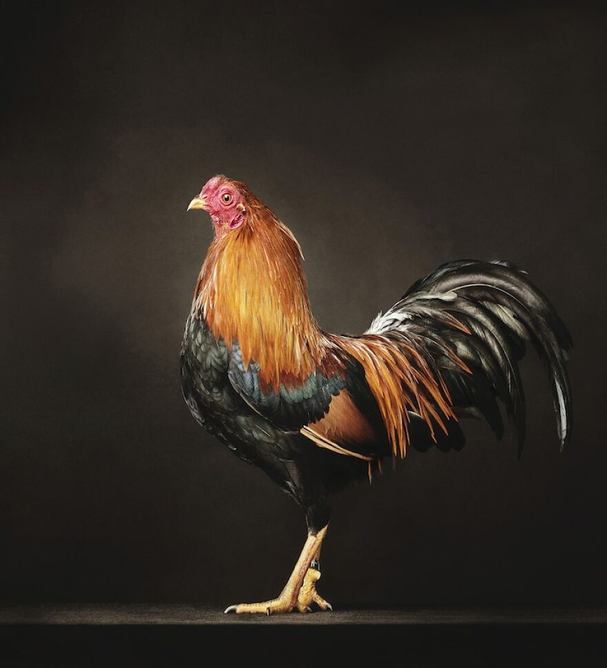 This Photographer Turns Roosters And Hens Into Professional Models (15 Pics)