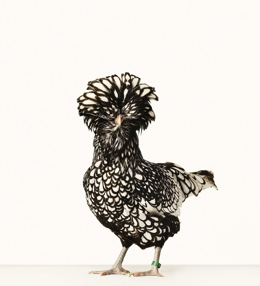 This Photographer Turns Roosters And Hens Into Professional Models (15 Pics)
