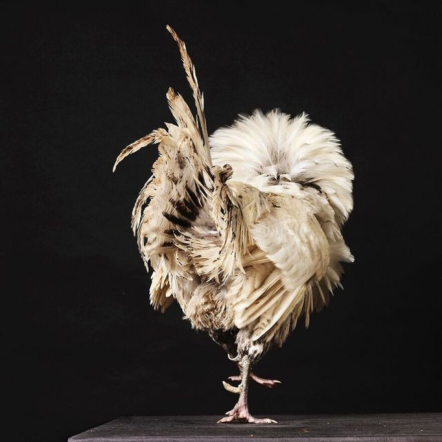This Photographer Turns Roosters And Hens Into Professional Models (15 Pics)