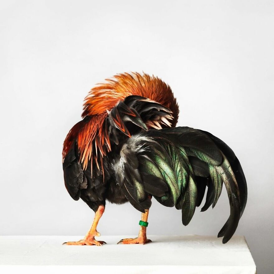 This Photographer Turns Roosters And Hens Into Professional Models (15 Pics)