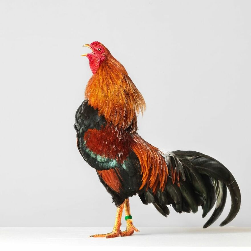 This Photographer Turns Roosters And Hens Into Professional Models (15 Pics)