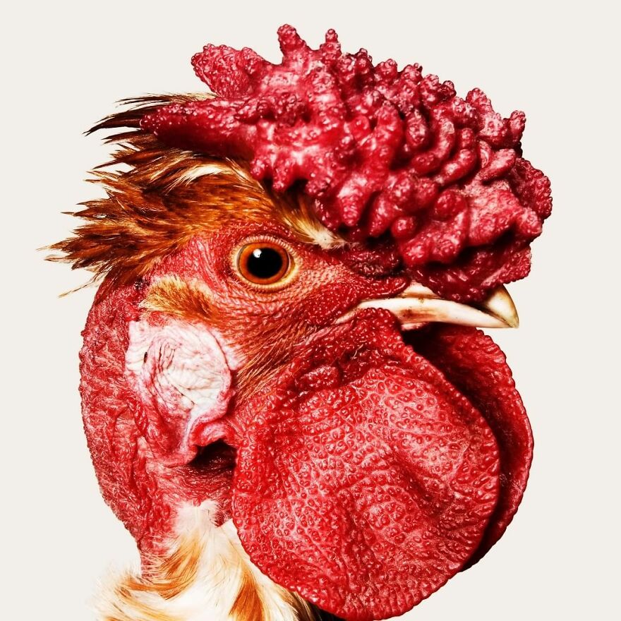 This Photographer Turns Roosters And Hens Into Professional Models (15 Pics)