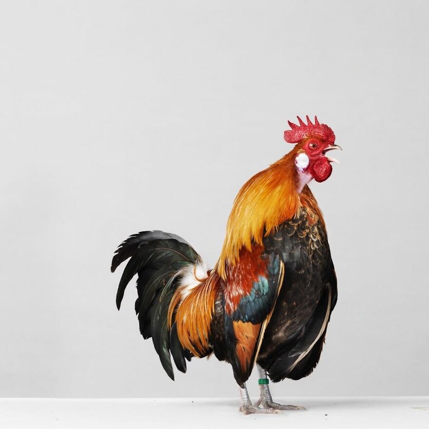 This Photographer Turns Roosters And Hens Into Professional Models (15 Pics)