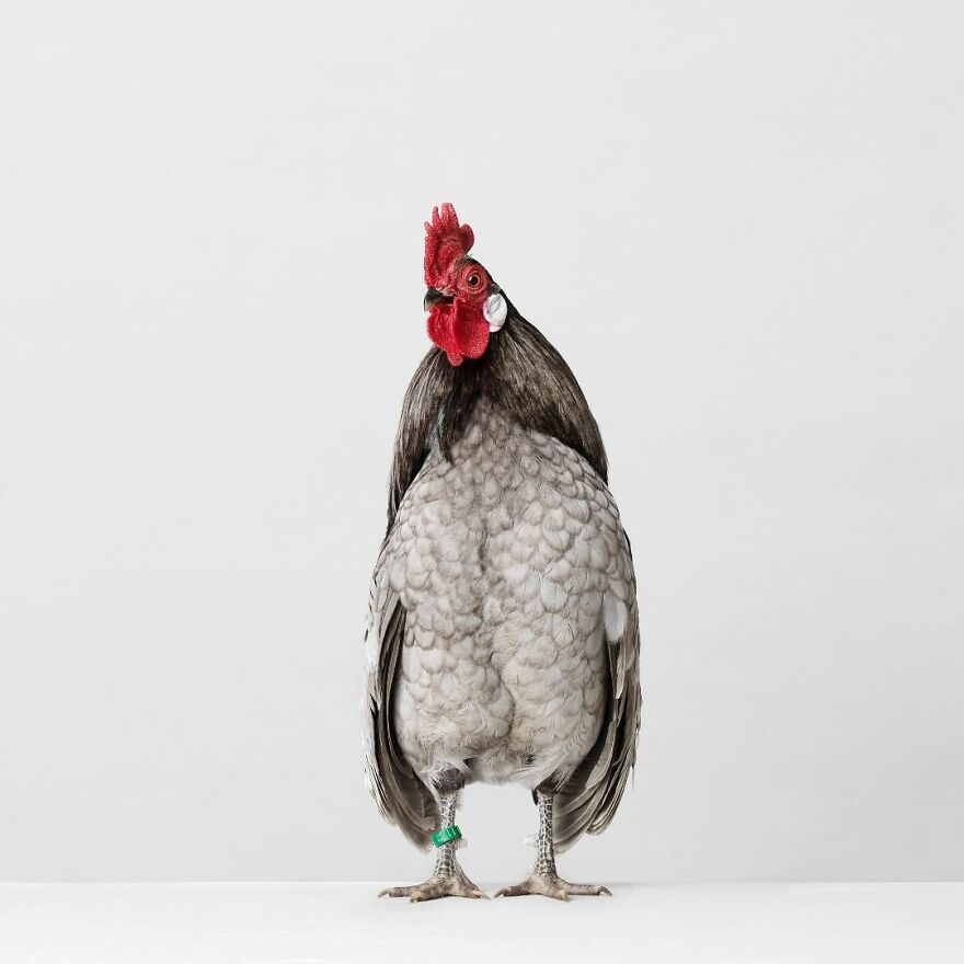 This Photographer Turns Roosters And Hens Into Professional Models (15 Pics)