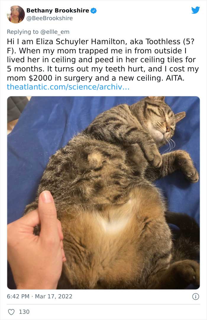 Aita-Cats-Twitter-Thread