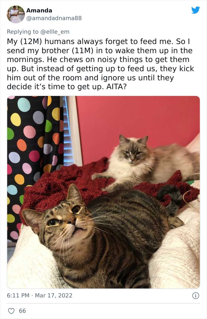 Aita-Cats-Twitter-Thread