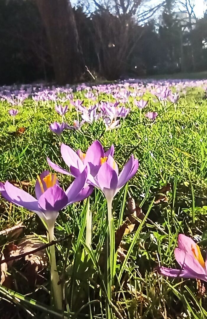 An Abundance Of Crosusses