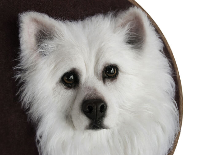 These Realistic Animal Faces Delight Some, Horrify Others. But These Portraits Do Not Leave Anyone Indifferent