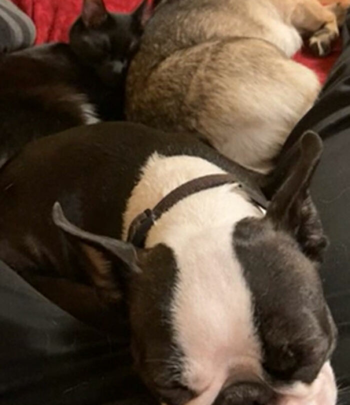 We Adopted This Kitty From The Humane Society 3 Weeks Ago. For The First 48 Hours She Was Absolutely Terrified And Hid In The Litter Box. She Has Adjusted Well