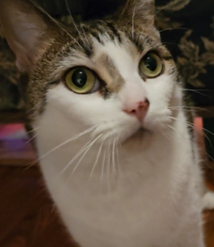 We Adopted This Sweet Little Nugget Yesterday. She Feels Safest Under The Bed, But Still Can't Resist Coming Out For Some Scritches