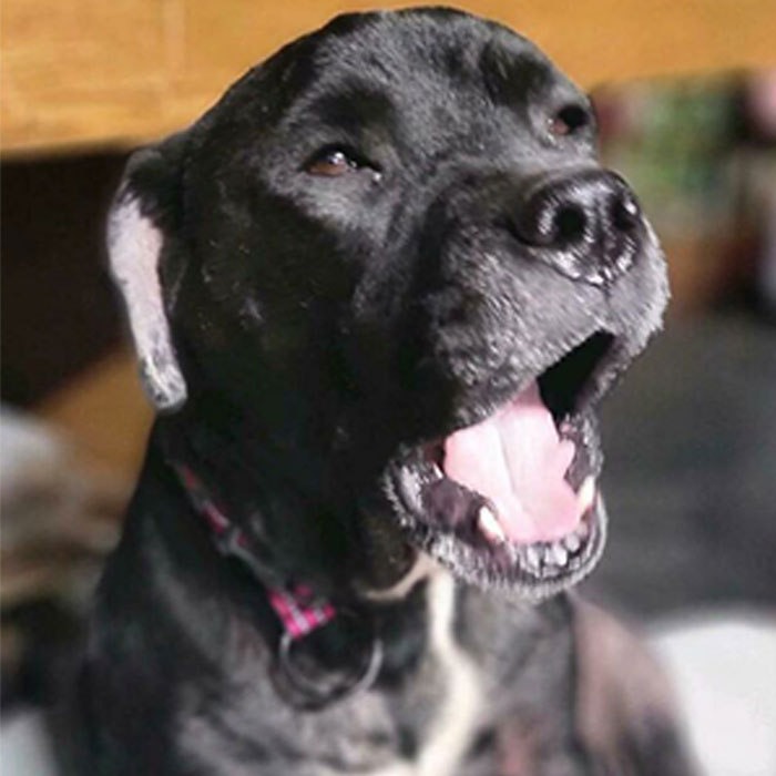 Adopted This Old Girl Last Week. She's Feeling Very Much At Home