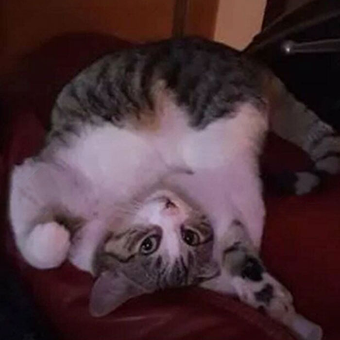 The Photo That Made Me Wanna Adopt Her vs. How She Still Behaves 2 Years Later