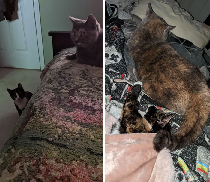 Watch Kira Fall In Love With Her Adopted Sister Klee! One Month Progress