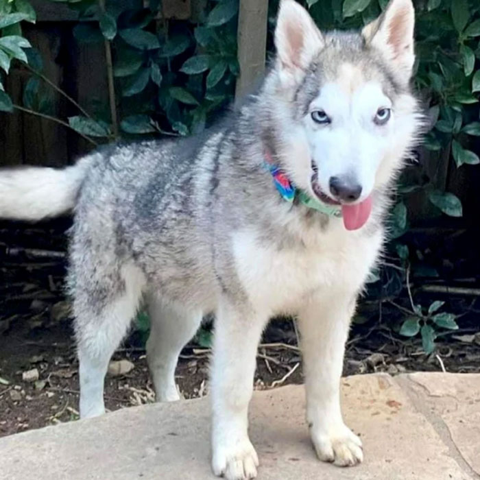 ¡Conoced a Snickers! ¡Sólo una hermosa chica con una sonrisa torcida!