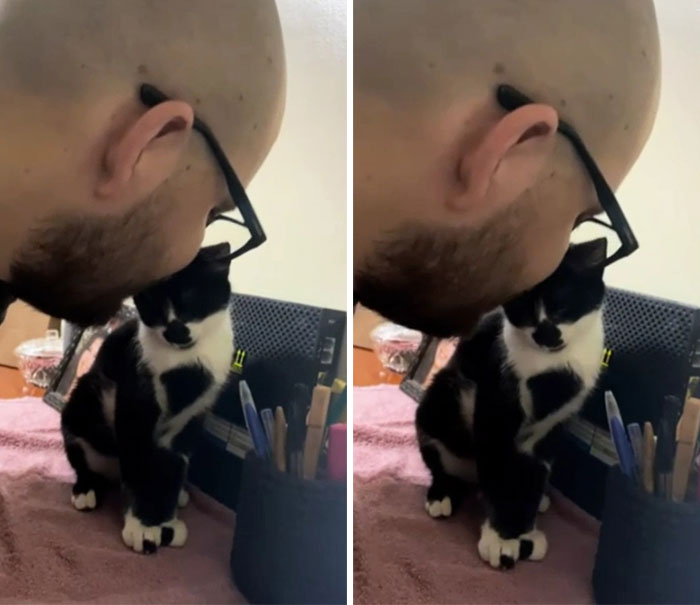 Hi! My Name Is Pandora, I'm A 4 Months Old Rescued Kitten That Loves Cuddles And Nose Kisses. The Bald Guy Is Dad, I Like His Beard. Nice To Meet You!