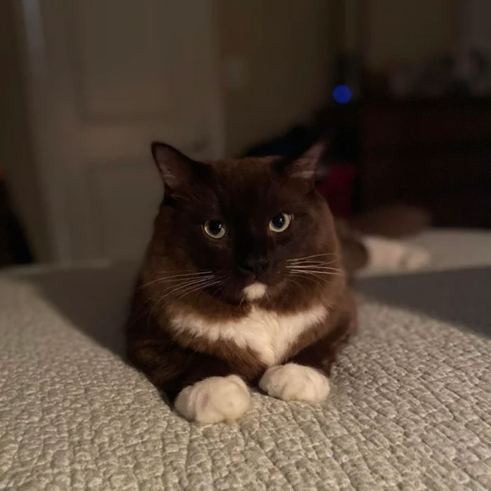 Just Adopted My First Cat. Best $50 I’ve Ever Spent